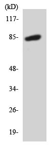 Western blot - Anti-RIN1 antibody (AB138097)
