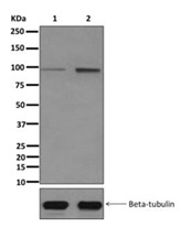 Western blot - Anti-RIN1 (phospho S351) antibody [EPR2734(2)] (AB172976)