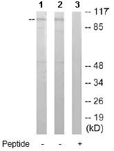 Western blot - Anti-RIN3 antibody (AB64838)
