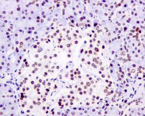 Immunohistochemistry (Formalin/PFA-fixed paraffin-embedded sections) - Anti-RING1 antibody [EPR13047] (AB180170)
