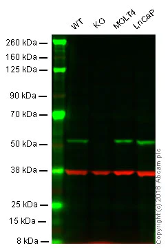 Western blot - Anti-RING1 antibody [EPR13047] (AB180170)