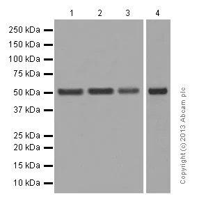 Western blot - Anti-RING1 antibody [EPR13047] (AB180170)