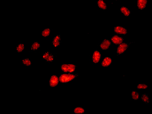 Immunocytochemistry/ Immunofluorescence - Anti-RING1 antibody [EPR13047] - BSA and Azide free (AB250174)