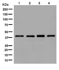 Western blot - Anti-RING2 / RING1B / RNF2 antibody [EPR12245] (ab181140), expandable thumbnail