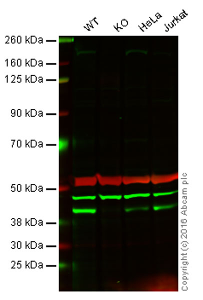 Western blot - Anti-RING2 / RING1B / RNF2 antibody [EPR12245] (AB181140), expandable thumbnail