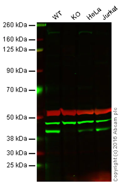 Western blot - Anti-RING2 / RING1B / RNF2 antibody [EPR12245] (AB181140)