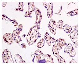 Immunohistochemistry (Formalin/PFA-fixed paraffin-embedded sections) - Anti-RING2 / RING1B / RNF2 antibody [EPR12245] - BSA and Azide free (AB250376)