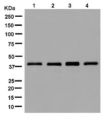 Western blot - Anti-RING2 / RING1B / RNF2 antibody [EPR12245] - BSA and Azide free (AB250376)