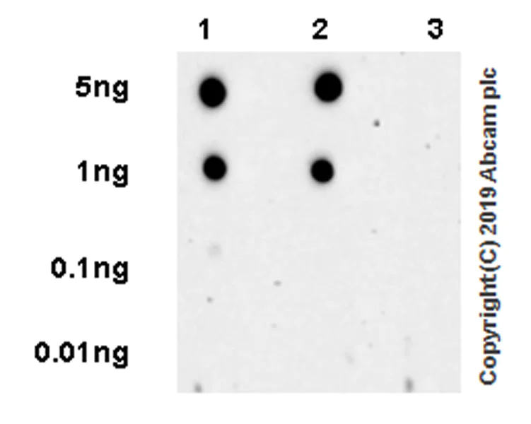 Dot Blot - Anti-RING2 / RING1B / RNF2 (phospho S168) antibody [EPR20902-58] (AB234421)