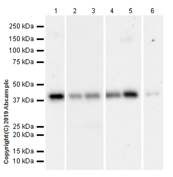 Western blot - Anti-RING2 / RING1B / RNF2 (phospho S168) antibody [EPR20902-58] (AB234421)