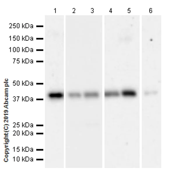 Western blot - Anti-RING2 / RING1B / RNF2 (phospho S168) antibody [EPR20902-58] (AB234421)