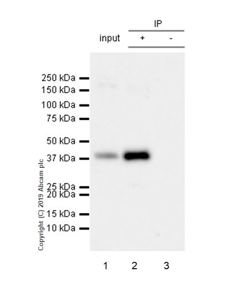 Immunoprecipitation - Anti-RING2 / RING1B / RNF2 (phospho S168) antibody [EPR20902-58] - BSA and Azide free (AB256315)