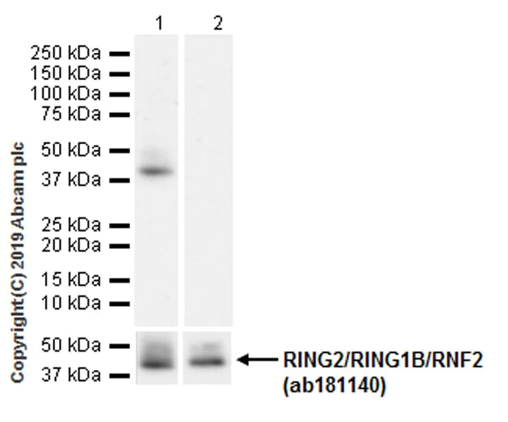 Western blot - Anti-RING2 / RING1B / RNF2 (phospho S168) antibody [EPR20902-58] - BSA and Azide free (AB256315)