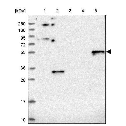 Western blot - Anti-RINL antibody (AB243527)