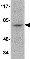 Western blot - Anti-RIP antibody (AB106393)