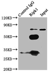 Immunoprecipitation - Anti-RIP antibody (AB234845)