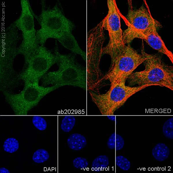 Immunocytochemistry/ Immunofluorescence - Anti-RIP antibody [EPR19697] - BSA and Azide free (AB238451)