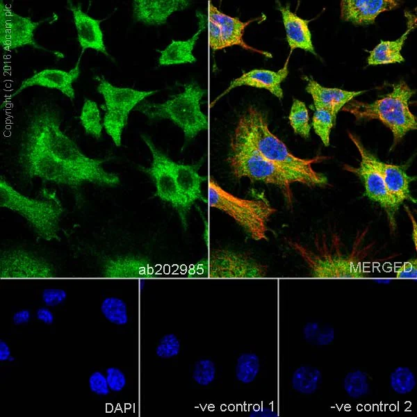 Immunocytochemistry/ Immunofluorescence - Anti-RIP antibody [EPR19697] - BSA and Azide free (AB238451)