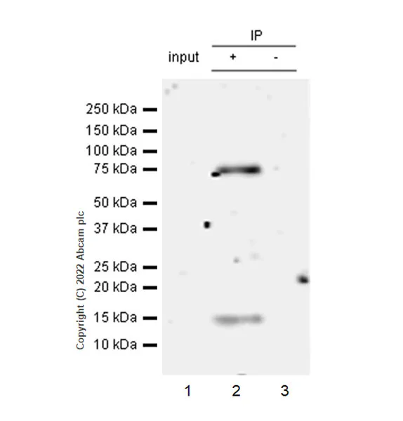 Immunoprecipitation - Anti-RIP antibody [EPR24883-85] (AB300617)