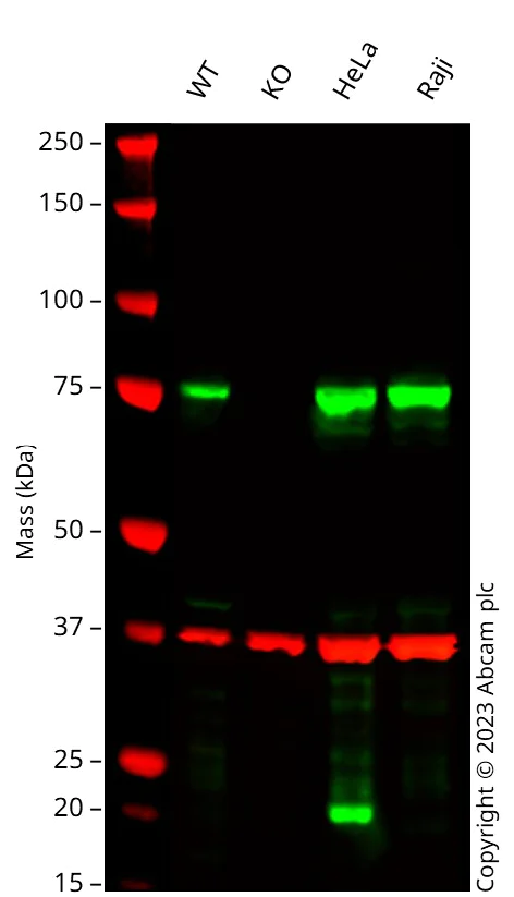 Western blot - Anti-RIP antibody [EPR24883-85] (AB300617)