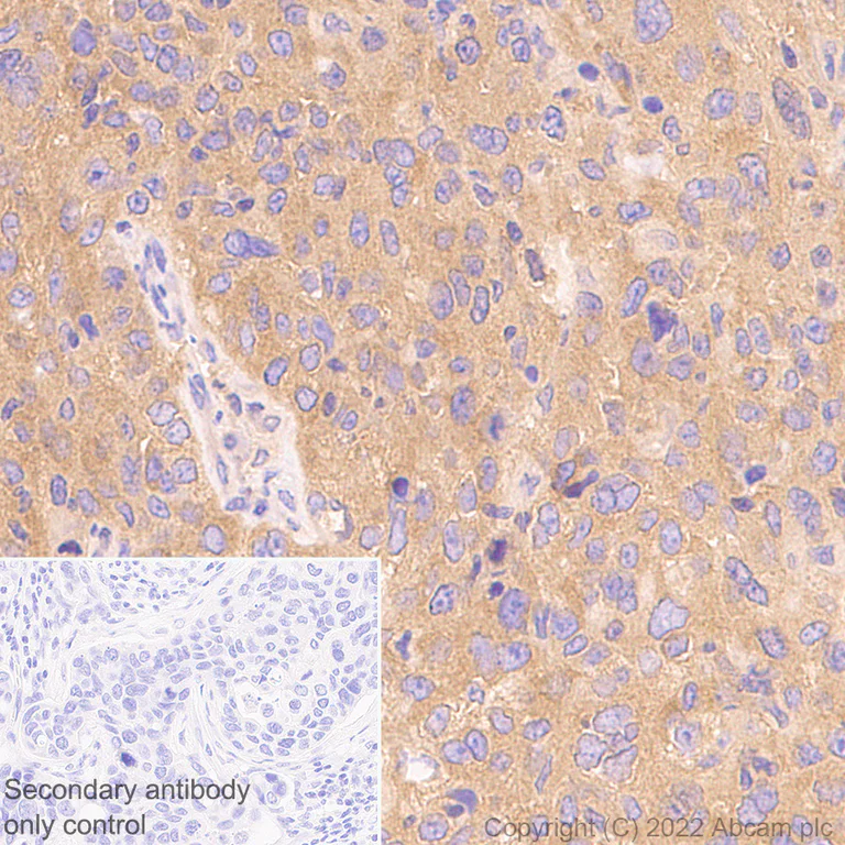 Immunohistochemistry - Anti-RIP antibody [EPR24883-85] (BSA and Azide free) (AB300618)