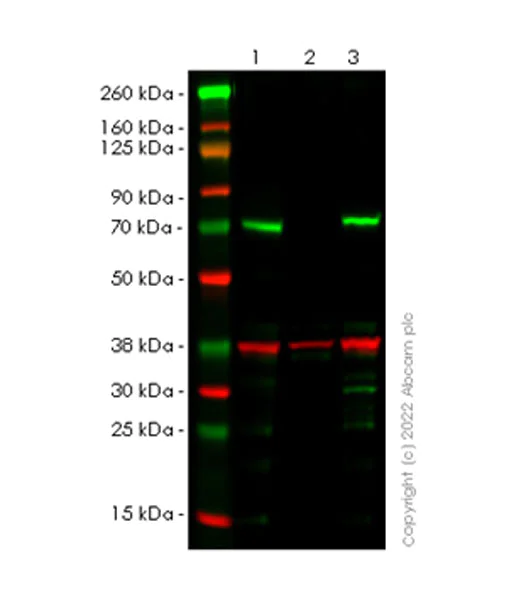 Western blot - Anti-RIP antibody [EPR24883-85] (BSA and Azide free) (AB300618)