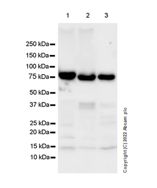 Western blot - Anti-RIP antibody [EPR24883-85] (BSA and Azide free) (AB300618)