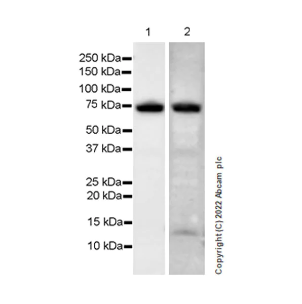 Western blot - Anti-RIP antibody [EPR24883-85] (BSA and Azide free) (AB300618)