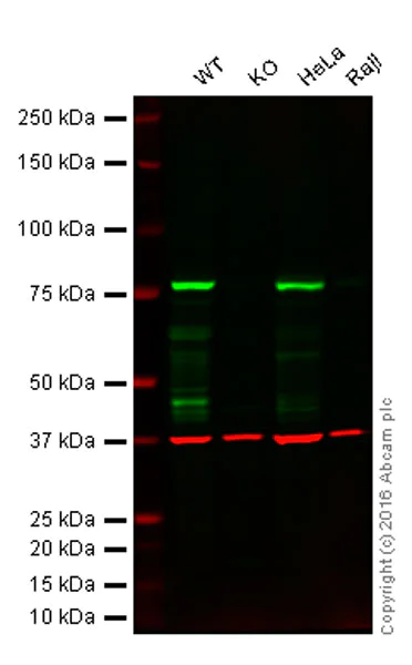 Western blot - Anti-RIP antibody [EPR4689-100] - BSA and Azide free (AB227843)
