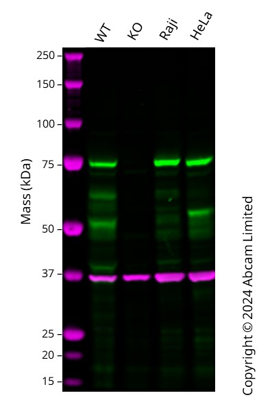 Western blot - Anti-RIP antibody [EPR4689] (AB125072), expandable thumbnail