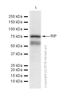 Western blot - Anti-RIP antibody [EPR4689] (AB125072), expandable thumbnail
