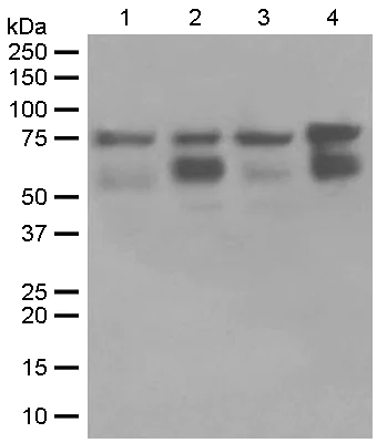 Western blot - Anti-RIP antibody [EPR4689] - BSA and Azide free (AB234924)