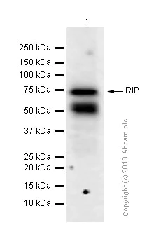 Western blot - Anti-RIP antibody [EPR4689] - BSA and Azide free (AB234924)