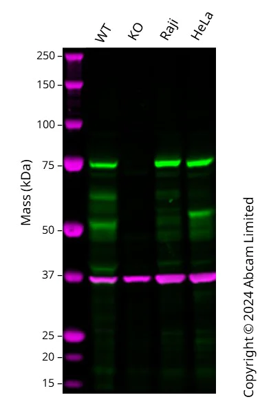 Western blot - Anti-RIP antibody [EPR4689] - BSA and Azide free (AB234924)