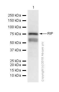 Western blot - Anti-RIP antibody [EPR4689] - BSA and Azide free (AB234924)