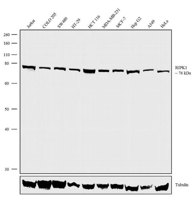 Western blot - Anti-RIP Antibody [RP23040227] (AB313489)
