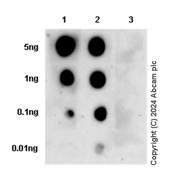 Dot Blot - Anti-RIP (phospho S166) antibody [EPR25654-166] - BSA and Azide free (AB316924)