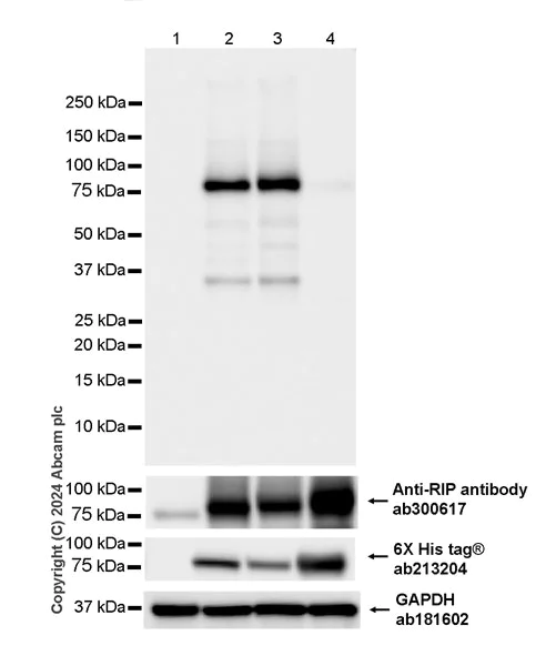 Western blot - Anti-RIP (phospho S166) antibody [EPR25654-166] - BSA and Azide free (AB316924)