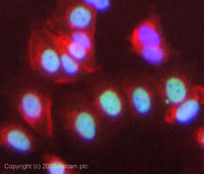 Immunocytochemistry/ Immunofluorescence - Anti-RIP140 antibody (AB42126)