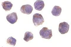 Immunocytochemistry/ Immunofluorescence - Anti-RIP2 antibody (AB8428)