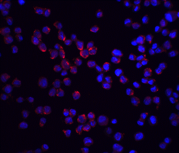 Immunocytochemistry/ Immunofluorescence - Anti-RIP2 antibody (AB8428)
