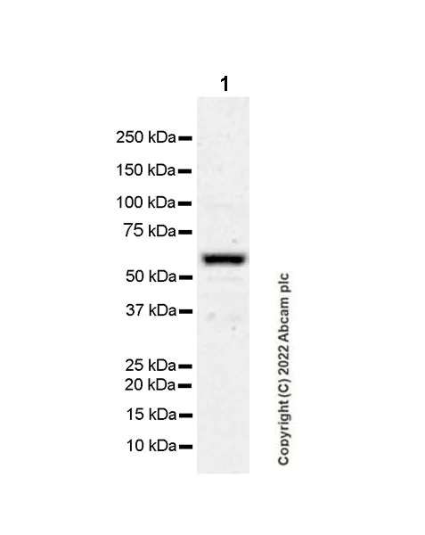 Western blot - Anti-RIP2 antibody [EPR26079-37] (AB303554)