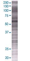 SDS-PAGE - RIP2 overexpression 293T lysate (whole cell) (AB94131), expandable thumbnail
