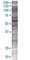 SDS-PAGE - RIP2 overexpression 293T lysate (whole cell) (AB94131)