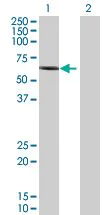 Western blot - RIP2 overexpression 293T lysate (whole cell) (AB94131)