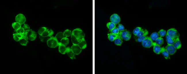 Immunocytochemistry/ Immunofluorescence - Anti-RIP3 antibody (AB246523)