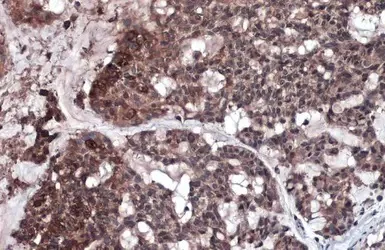 Immunohistochemistry (Formalin/PFA-fixed paraffin-embedded sections) - Anti-RIP3 antibody (AB246523)