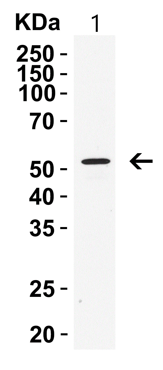 Western blot - Anti-RIP3 antibody (AB62344)