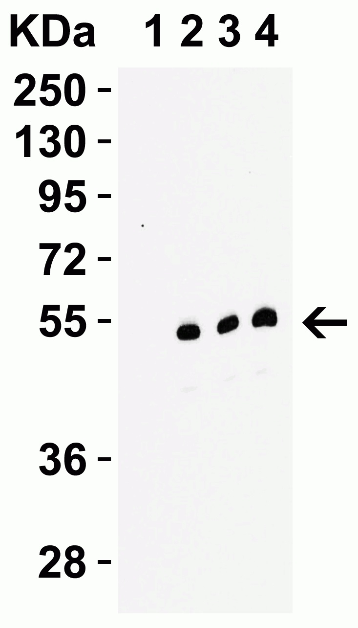 Western blot - Anti-RIP3 antibody (AB62344), expandable thumbnail