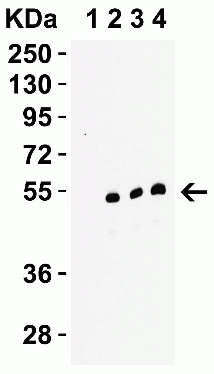 Western blot - Anti-RIP3 antibody (AB62344)